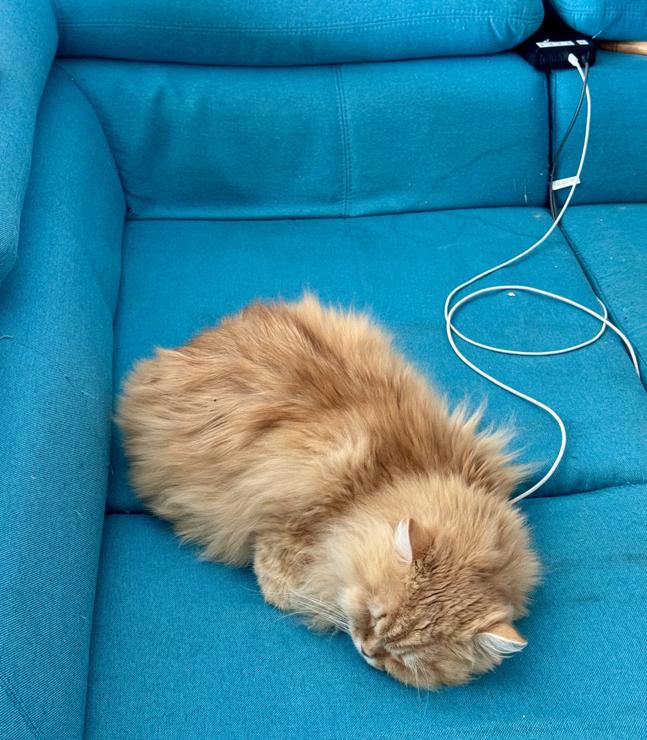 Cat sleeping on a couch with a seemingly plugged in power cord