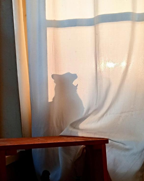 Photo of a cat in a window behind a curtain. The shadow of the kitty from the light outside shows a perfect outline of a big yawn, kitty tongue and all.