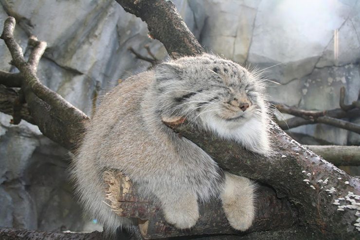 an extremely fluffy Pallas cat melts onto a tree