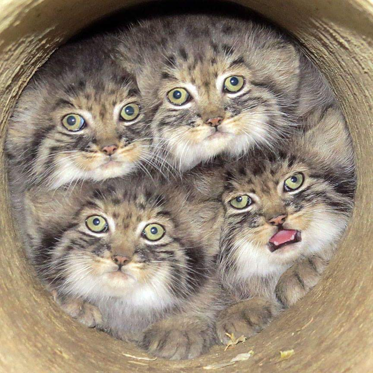 four adorable Pallas cat kittens