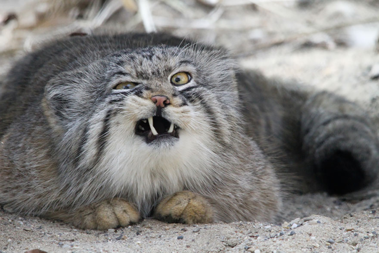 an angry fluffy Pallas cat snarls at the camera