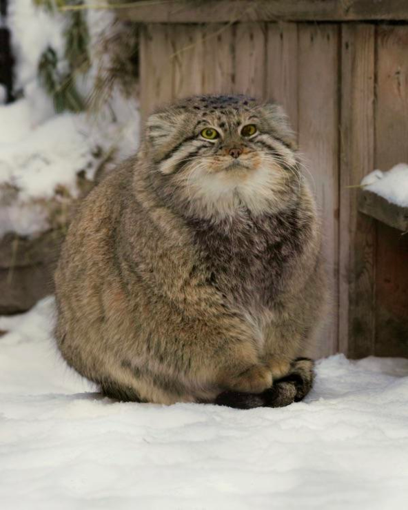 a cold Pallas cat in the snow puts its feet onto its fluffy tail to keep warm