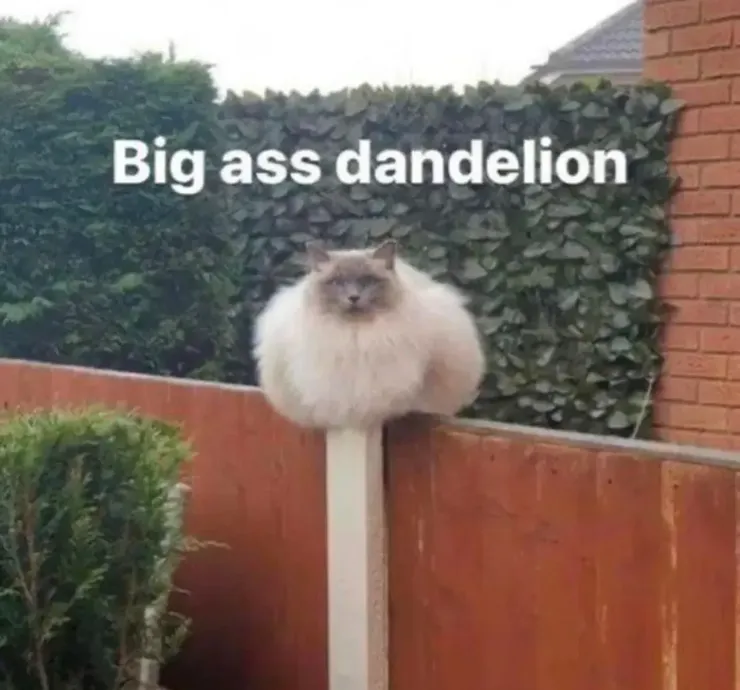 Big white cat on a fence post