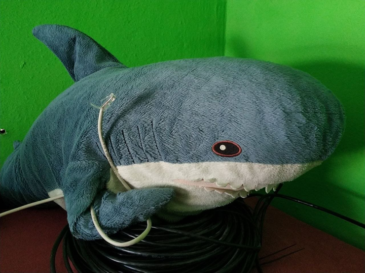 a Blahaj laying on a roll of cat5e cabling, holding another cat5e cable in its fin