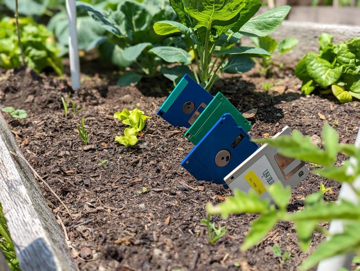 Four floppy disks growing in the garden. They appear to be coming in vertically, on the diagonal, and are in between some lettuce, Brussels sprouts and a tomato plant.