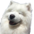 Cloud Floof of Fedi :samoyed:'s avatar
