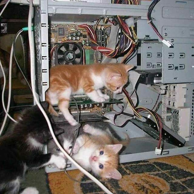 An open PC case, circuits, fans and wires with four small kittens playing inside